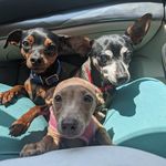 Kayla Glenn - @shorti_and_mazi - Instagram