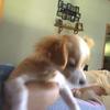 Kayla Holbert - @emilysthedog_louie - TikTok
