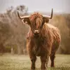 kaylnlambright - @kaylnlambright - TikTok