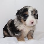 Kayla Mast - @luv.4.paws - Instagram