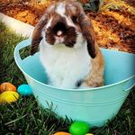 Kayla McCarty - @cloverthechubbybunny - Instagram