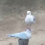 Kayla Pendleton - @im_dumb_like_this_bird - Instagram