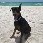 Kayla Proctor - @doberdemon - Instagram