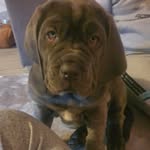 kayla ratcliffe - @xena.neapolitan22 - Instagram
