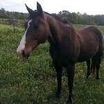 Kayla Shore - @_hoof_hearted_ - Instagram