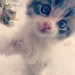 Kaylah Williams - @marshmallow_party_2002 - Instagram