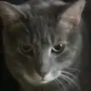 kayleecameron74 - @samson_fatcat564747 - TikTok