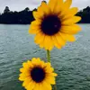 kayleecochran515 - @kayleecochran515 - TikTok