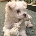Kailey Dodge - Facebook