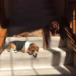 Kaylee Frederick - @kaylee_draws03 - Instagram