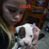 Zeusthepitbull - @kayleefuller12 - TikTok
