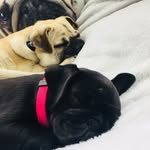 Kaylee Kline Farris - @pugga_licious - Instagram
