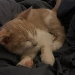 Kaylee Morrow - @kayleemorrow4 - Instagram