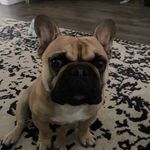 Kaylee Powers - @buster_the_frenchie_og - Instagram