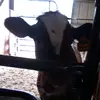 🐮Kaylee🐮 - @kayleeraymond5 - TikTok