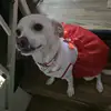 pepe - @kayleereyes0 - TikTok