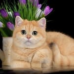 Kaylee Samuels - @pacific_scottish_fold - Instagram