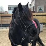 ☆𝐊𝐚𝐲𝐥𝐞𝐞 & 𝐒𝐢𝐥𝐯𝐞𝐫♡ - @equestrians.ks - Instagram