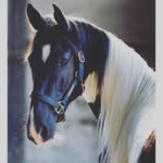Kaylee Spence - @all_horses_21 - Instagram