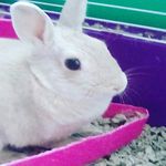 Kaylee ( Zoè ) Swanson - @_zoe_the_bunny_ - Instagram