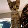 ✨Kaylee Whitehead✨ - @kaylee.whitehead352013 - TikTok