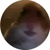 gamer17 - @kayleighcarr5 - TikTok
