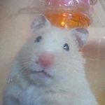 Kayleigh Schultz - @kittykay2001 - Instagram