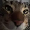 hi - @kayleightannerr - TikTok