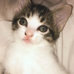 Kayley White - @muffin_the_cat430 - Instagram