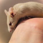 Kaylie Hoffman - @squirll_the_mouse - Instagram