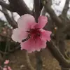 kaylin_thomas191107 - @kaylin_thomas191107 - TikTok