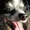 gracepawsmickeymouse💜🐶🐾 - @kaylynnbrown6 - TikTok