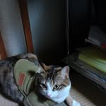 橋本 一恵 - @kazue.hashimoto.589 - Instagram