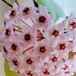 Kazue Hashimoto - @kazue.hashimoto.547 - Instagram