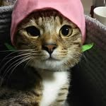 kazue hashimoto - @kazuha7412 - Instagram
