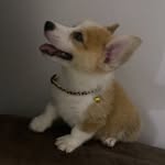 Ke chen - @_kechen.corgii - Instagram
