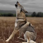 K E A N U - @keanuwolfdog - Instagram