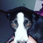 keara johnson - @me_and_my_pets_only - Instagram