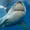Keaton Cunningham - @sharkluvr420 - TikTok