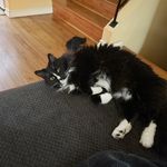 Keaton, Kitsy, and Little one, - @thevanderwickcats - Instagram