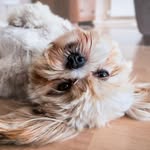 Keaton Morgan - @famous.puppy.life - Instagram