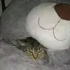 Keaton Morgan - @keaton.morgan4 - TikTok