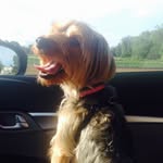 Keegan (good one), Willie (wild one), & Dolly (sweet one) - @bakerswhobark - Instagram
