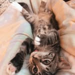 Keegan Kirsch - @mia_mouse_and_maizzy_rose - Instagram