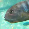 UnknownPeople4 - @keeganmcgee653 - TikTok