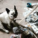 Keegan Perry - @dogbullfrench.45 - Instagram