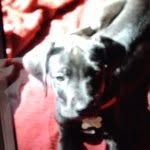 Keeley Casey - @animallover9876543 - Instagram