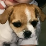 Keeley Sutton - @animalbffs01210 - Instagram