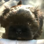 Keeley Sutton - @animalbffs0121 - Instagram