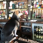 Keely Boyle - @lovestraysalways - Instagram